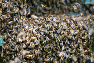 Swarm of Bees hanging outside of a bee hive