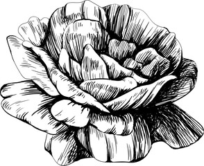 Rose floral botanical flower. Black and white engraved ink art hand drawn. Isolated rose illustration element on white background.