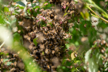 Swarm of Bees