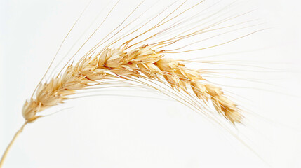 Elegance of wheat ears, delicious wheat ears in a white background