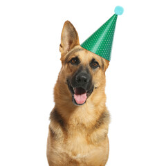 Cute German Shepherd dog with party hat on white background