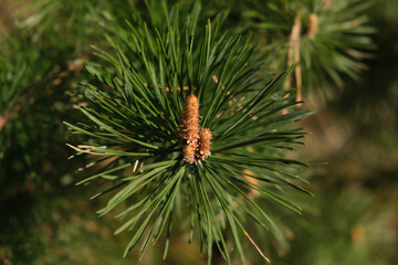 Naklejka na ściany i meble a bright green branch of a pine tree in a green forest, close-up