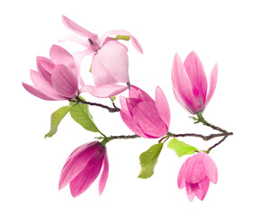 Magnolia plant branch with beautiful flowers isolated on white