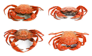Fresh cooked crab isolated on white, set