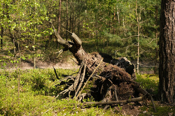 Fototapeta na wymiar a fallen tree in a green forest