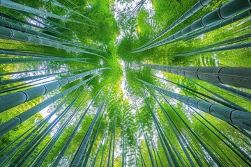 Looking up at the green bamboo forest