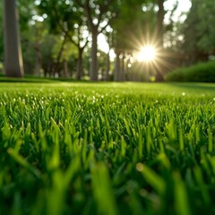 Close-up of green grass field with sunlight in the background