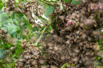Swarm of Bees