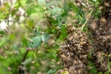 Swarm of Bees