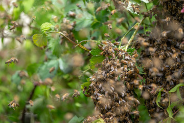 Swarm of Bees
