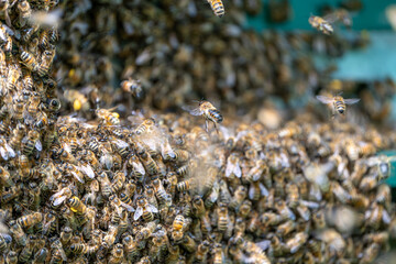 Swarm of Bees