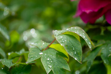 Raindrops in leaves during spring