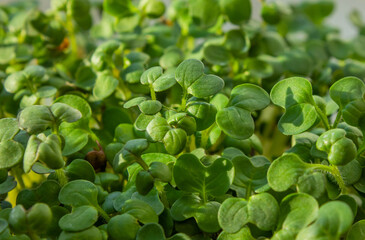 Fresh Microgreens closeup. Microgreen Mustard sprouts. Macro photo of Young green mustard shoots Microgreens growing. Healthy eating concept.
