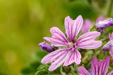 close up of a pink flower