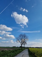 Frühlingsszene. Agrarlandschaft. Bebautes Feld. Landschaft. Landstraße. Ackerland. Blauer Himmel und weiße Wolken. Sonniger Tag. Natürlichen Umgebung. Kulturpflanzen. Baumsilhouetten. Lasches Grün.