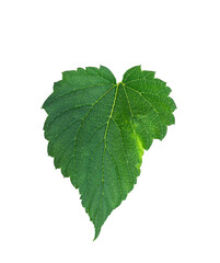 Hops leaf isolated on a transparent background with clipping path. Green fresh hop leaf for making beer and bread isolated on white background.