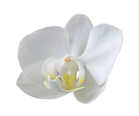 White Phalaenopsis Orchid Flower isolated on transparent with clipping path.