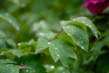 Raindrops in leaves during spring