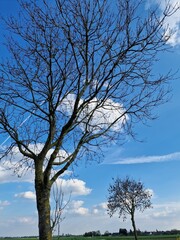 Fotografie kahler Äste. Minimalistischer Ansatz. Blauer Himmel im Hintergrund. Weiße Wolken. Äste. Vorfrühlingsszene. Sonniger Tag. Draußen. Nahaufnahme von Bäumen. Natürlichen Umgebung. Perfekt.