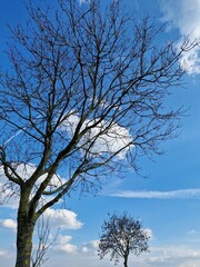 Fotografie kahler Äste. Minimalistischer Ansatz. Blauer Himmel im Hintergrund. Weiße Wolken....