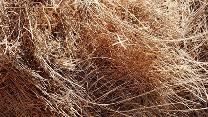 Palm bark texture. Natural palm bark fiber. Brown organic palm fiber. Coconut fiber.