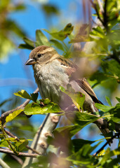 Female House Sparrow (Passer domesticus) - Subtle Charmer
