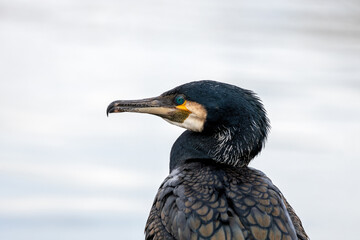Great Cormorant (Phalacrocorax carbo) - Black Master of the Deep