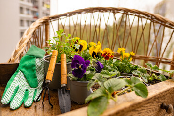 Box flower seedlings including pansies and forget-me-nots with garden tools, balcony gardening,...