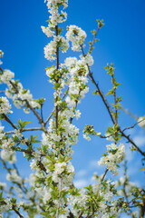 Branch with white Plum, cherries and allies flowers