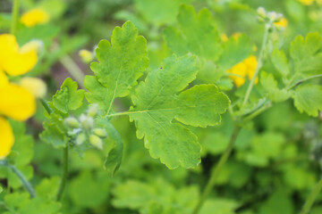  yellow celandine flower and fresh celandine leaves, natural background