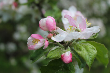 apple blossom in spring, beautiful botanical frame, natural wallpaper