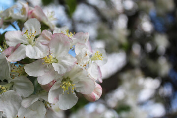 apple blossom in spring, beautiful botanical frame, natural wallpaper