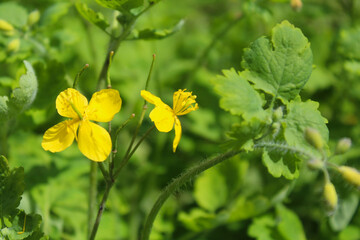 yellow flowers, yellow celandine flower and fresh celandine leaves, natural background