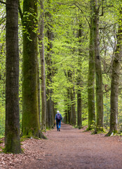 older man with white hair walks between spring beeches in the netherlands
