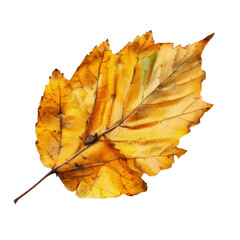 A Single Yellow Leaf on White Background