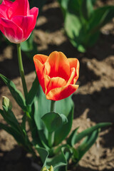 red and yellow tulip nature, garden, flowers, tulips, blossom, beauty, plant, flora, bloom, petal, beautiful, yellow, color, leaf, bouquet, isolated, floral, bright, pink, leaves, field