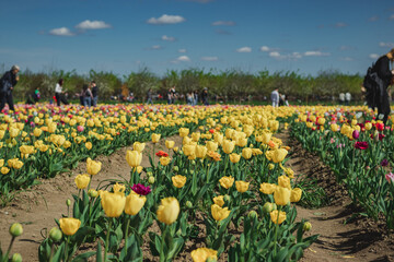 tulips in the park, agriculture, red, farm, yellow, sky, Netherlands, beauty, holland, bloom, colourful, colour, season, blossom, plant, purple, dutch