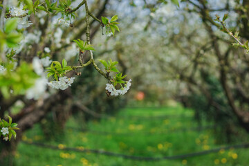 spring in the forest trees, flowers, plants, foliage, branches, garden, summer, blossom, growth, woods, cherry, beauty, bloom, flowers, sun, season, autumn