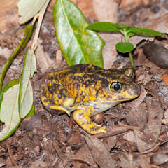 Eastern spadefoot toad just before he begins burrowing in the dirt. Side view of his body showing...