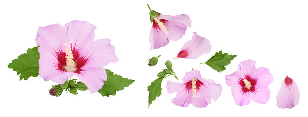 Pink hibiscus flower isolated on white background. Top view with copy space for your text. Flat lay.