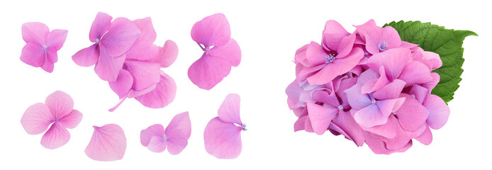 Pink Hydrangea flower isolated on white background. Top view. Flat lay