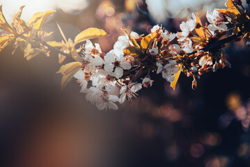 Blooming sweet cherry (Prunus Avium) at spring