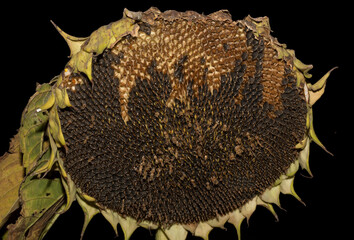 Helianthus, sunflower close-up. Ripe agricultural crop, before harvesting. Destruction of ripe crops by birds. Sabotage.