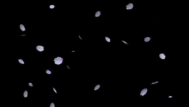 実写素材による舞い散る桜の花びら・背景透過素材
