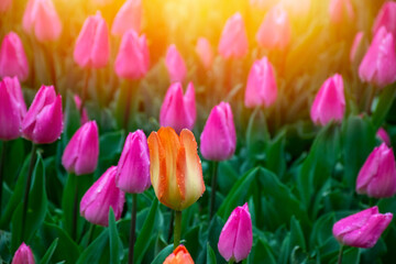 Pink tulips with water droplets in Sunset. Close up shot of pink tulip in Emirgan Park. Pink tulips lit by sunlight.