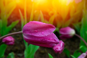 Pink tulips with water droplets in Sunset. Close up shot of pink tulip in Emirgan Park. Pink tulips...