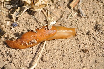 Babosa terrestre