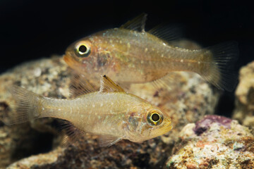 A pair of Frostfin cardinalfish (Ostorhinchus hoevenii) 