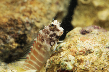 fish face close up of Segmented Sailfin Blenny (Salarias segmentatus)
