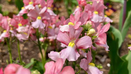 Pink nemesias in full bloom